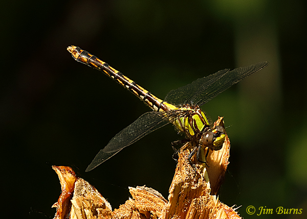St. Croix Snaketail female obelisking, Pine Co., MN, June 2019--3698