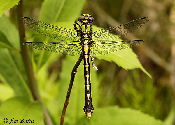 St. Croix Snaketail female dorsal view, Pine Co., MN, June 2019--3803
