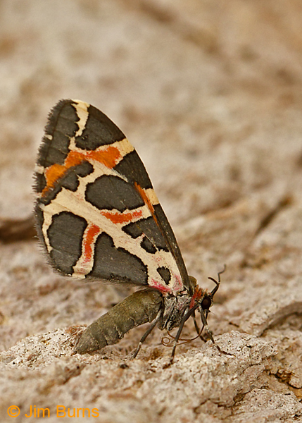 Stamnodes deceptiva on rock, Arizona--8862