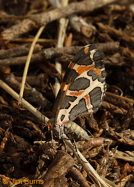 Stamnodes deceptiva underwing, Arizona--8868