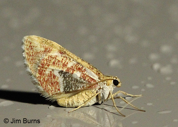 Stamnodes formosata, Arizona