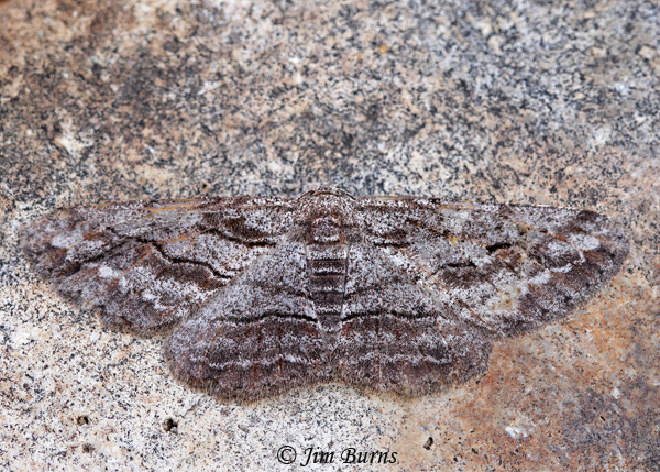 Stenoporpia lea, Arizona--6071