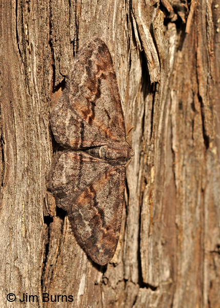 Stenoporpia glaucomarginaria, Arizona