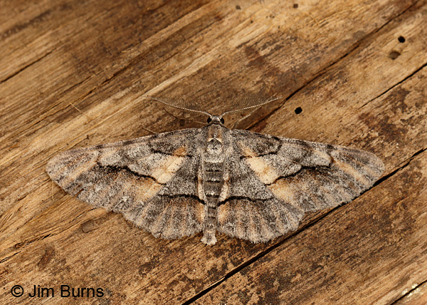 Stenoporpia macdunnoughi, Arizona