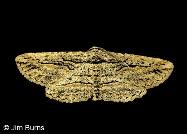 Stenoporpia pulmonaria, Arizona