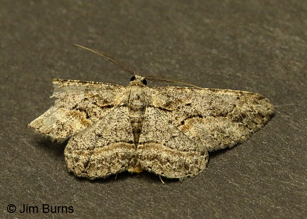 Stenoporpia pulmonaria, very worn individual, Arizona