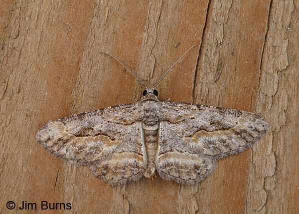 Stenoporpia pulmonaria #2, Arizona
