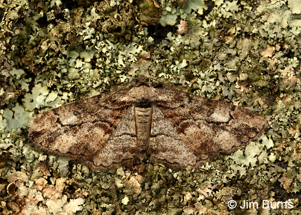 Stenoporpia separataria, Arizona