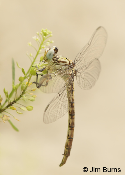 Stillwater Clubtail female hanging up vertically, McCurtain Co., OK, May 2013