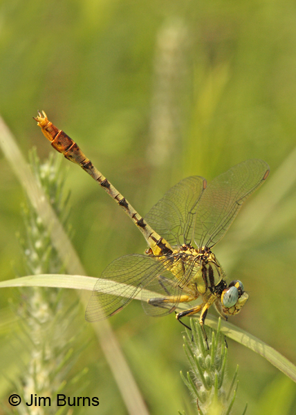 Stillwater Clubtail male, McCurtain Co., OK, May 2013