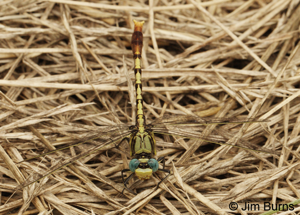 Stillwater Clubtail male dorsal view, McCurtain Co., OK, May 2013