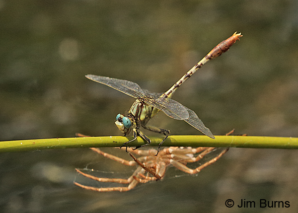 Stillwater Clubtail male perching over spider exuvia, McCurtain Co., OK, June 2016