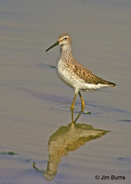 Stilt Sandpiper winter