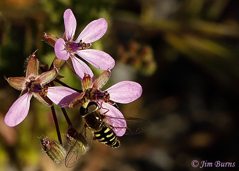 Storkbill with Flower Fly (Syrphus rebesii), Arizona--9439