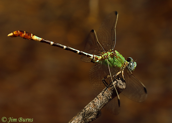 Straight-tipped Ringtail male obelisking, Santa Cruz Co., AZ, September 2018--1179
