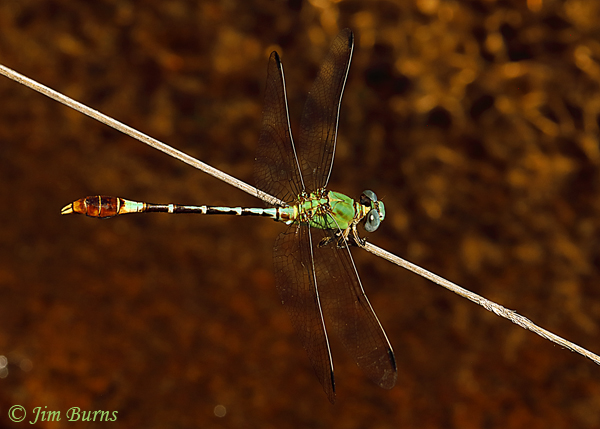 Straight-tipped Ringtail male on grass stem, Santa Cruz Co., AZ, September 2018--1203