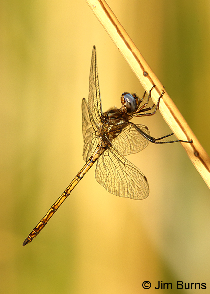 Straw-colored Sylph male, Pinal Co., AZ, August 2018--8334