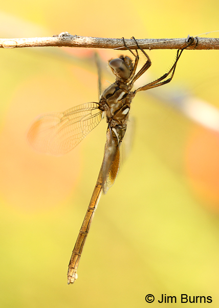 Straw-colored Sylph female, Hidalgo Co., TX, November 2017
