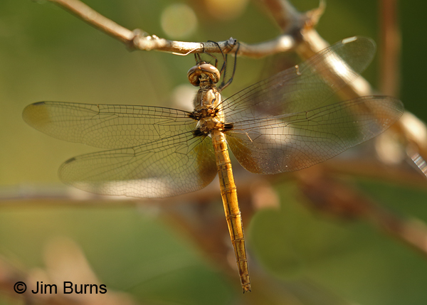 Straw-colored Sylph female uncommon variant showing hindwing base and forewing tip brown, Hidalgo Co., TX, November 2017
