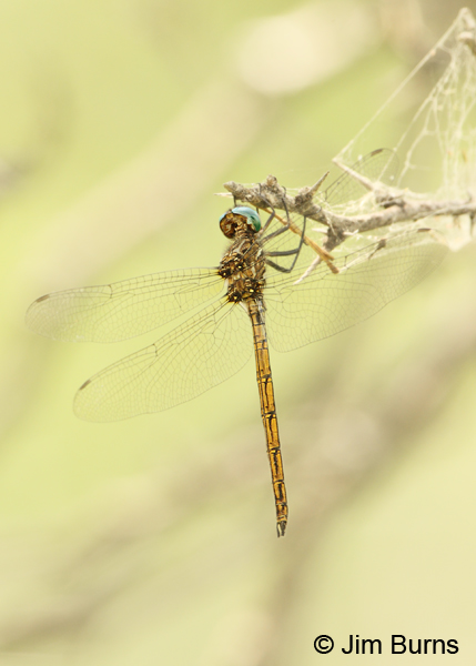 Straw-colored Sylph male, Hidalgo Co., TX, May 2012