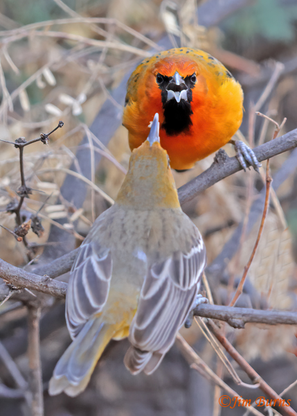 Streak-backed Oriole pair squabbling--1695