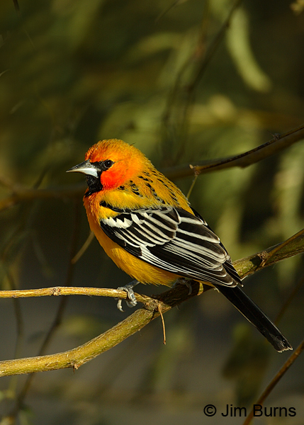Streak-backed Oriole dorsal view