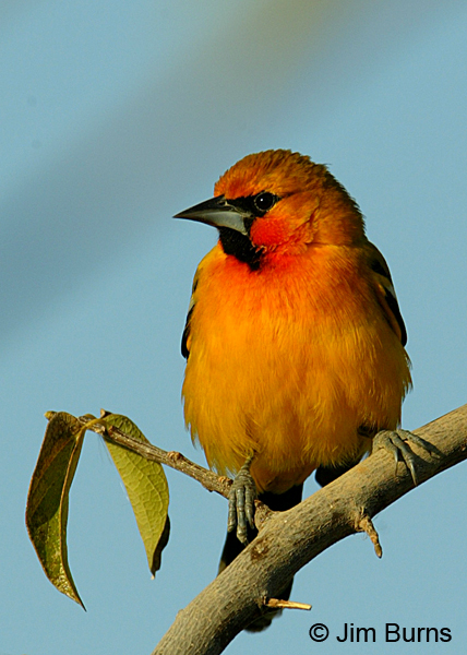Streak-backed Oriole on branch