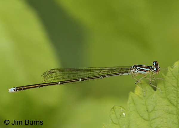 Stream Bluet blue female, Lake Co., MN, July 2012