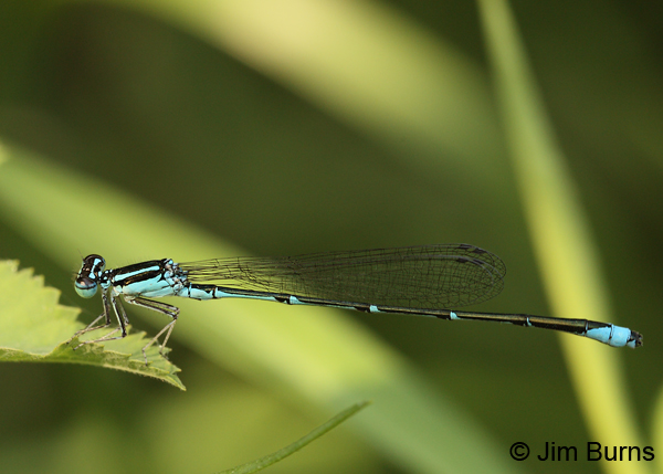 Stream Bluet male, Lake Co., MN, July 2012