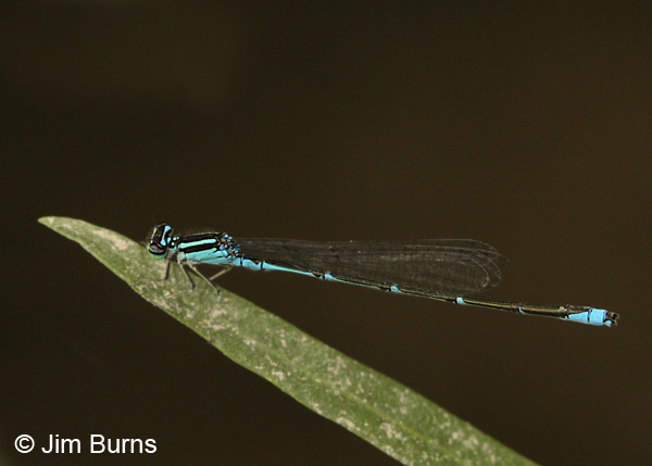 Stream Bluet male, Montgomery Co., AR, May 2013
