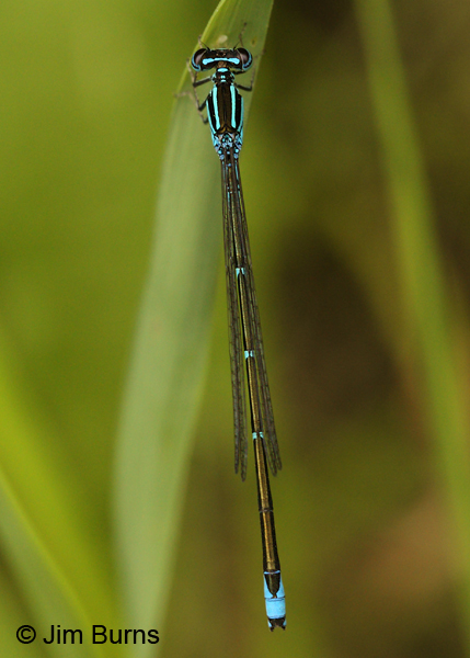 Stream Bluet male dorsal view, Lake Co., MN, July 2012