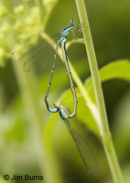 Stream Bluet pair in wheel, Lake Co., MN, July 2012