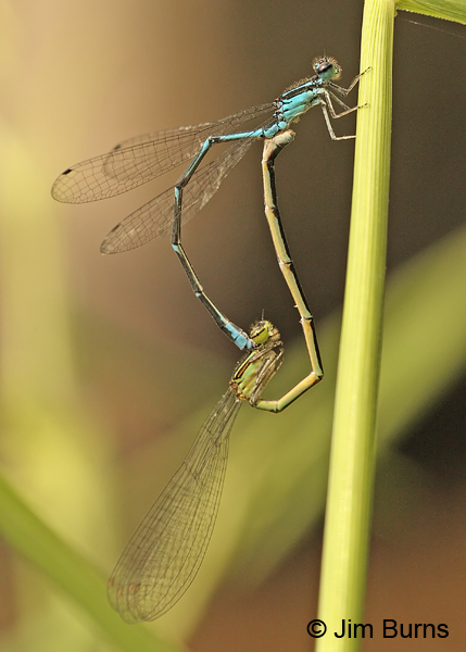 Stream Bluet pair in wheel, Adams Co., PA, September 2012