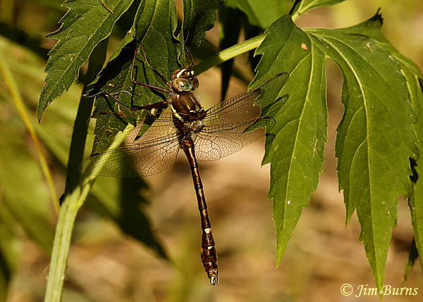 Stream Cruiser male, Pine Co. MN, 2019--3724
