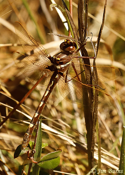 Stream Cruiser female, Nassau Co., FL, February 2019--7598