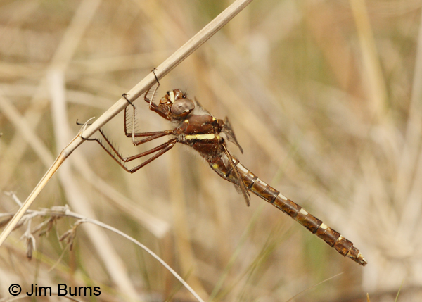 Stream Cruiser female, Angelina Co., TX, March 2013