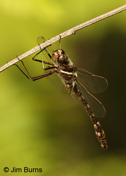 Stream Cruiser female, Eau Claire Co., WI, June 2014