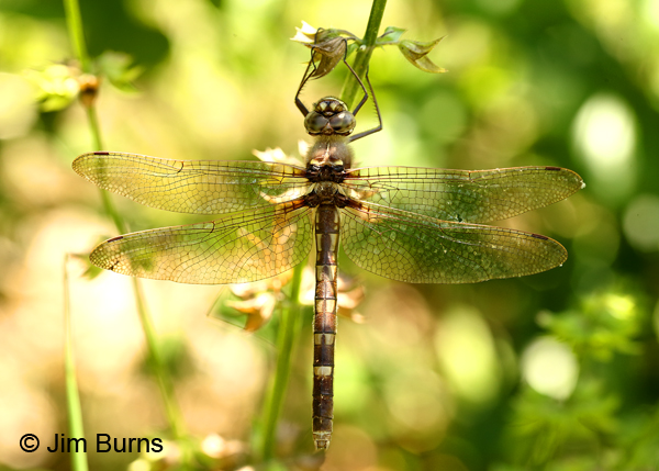 Stream Cruiser female, Montgomery Co., NC, May 2017