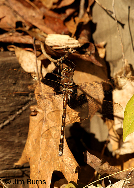 Stream Cruiser female, Oneida Co., WI, June 2014