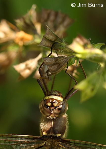 Stream Cruiser female top shot, Montgomery Co., NC, May 2017
