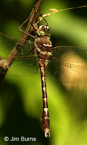 Stream Cruiser male, Augusta Co., VA, June 2017