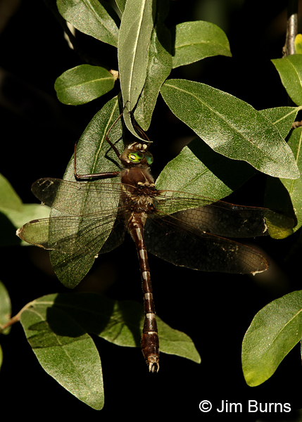 Stream Cruiser male, Montgomery Co., NC, May 2017