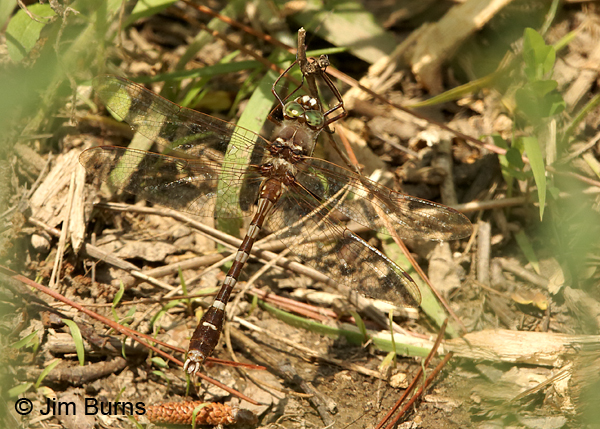 Stream Cruiser male dorsal view, Montgomery Co., NC, May 2017