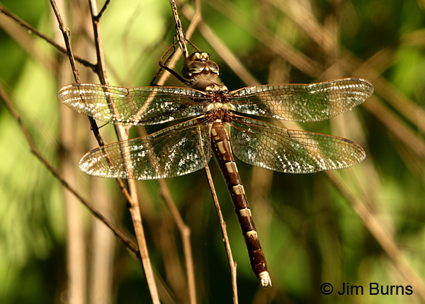Stream Cruiser teneral female, Montgomery Co., NC, May 2017
