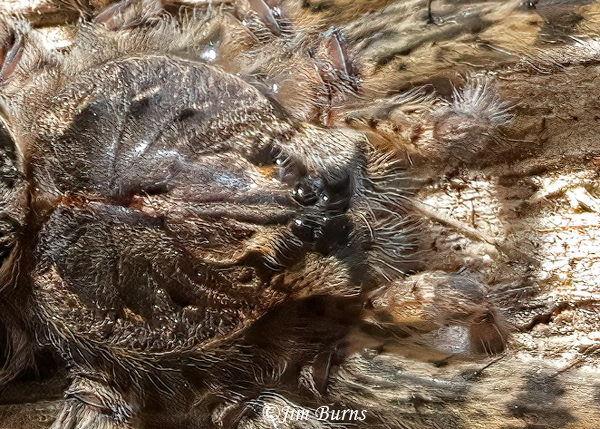 Striped Fishing Spider female, dorsal head closeup, Michigan--7161--2