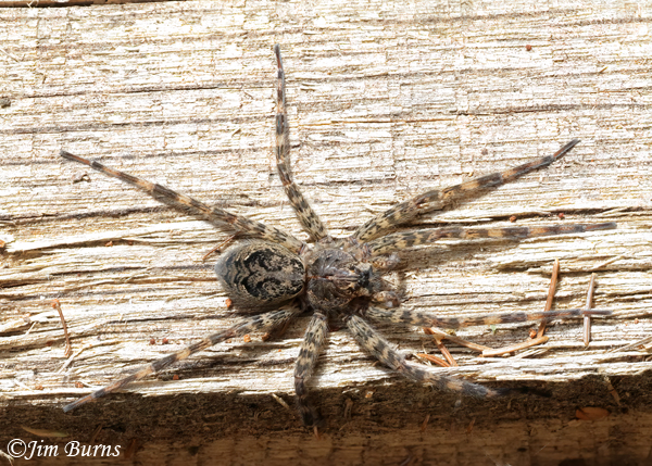 Calilena arizonica