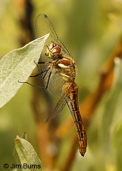 Striped Meadowhawk female, Pend Oreille Co., WA, August 2018--0147
