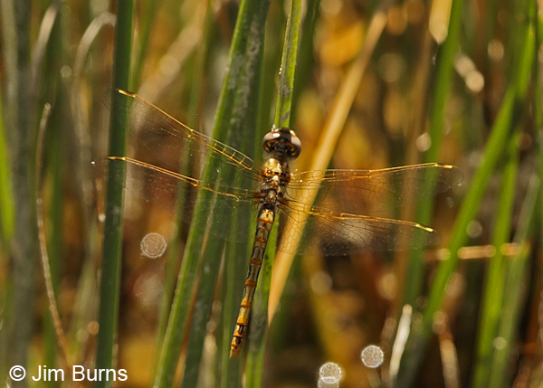 Striped Meadowhawk immature female, Colusa Co., CA, June 2013