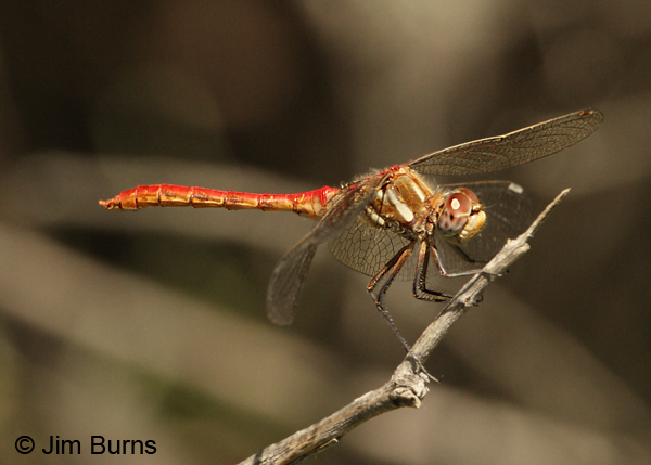 Striped Meadowhawk male, Apache Co., AZ, August 2012
