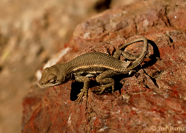 Striped Plateau Lizard male, Arizona--1557